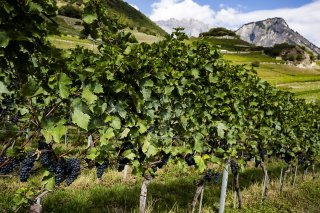 L'Organisation internationale de la vigne et du vin (OIV), dont la Suisse est membre, s'inquiète aussi des effets du changement climatique (image symbolique). KEYSTONE/JEAN-CHRISTOPHE BOTT